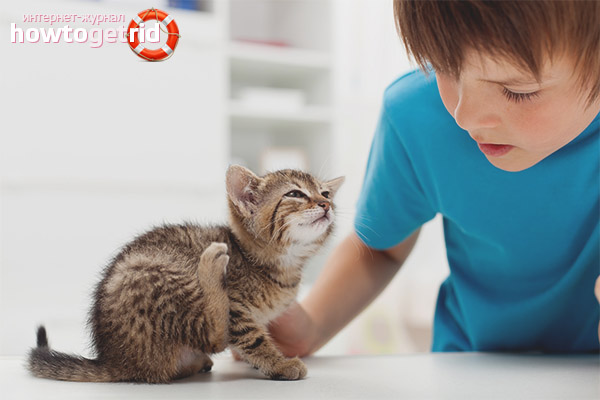 Comment obtenir une puce d'un chaton