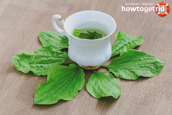 Propriétés médicinales et contre-indications du plantain