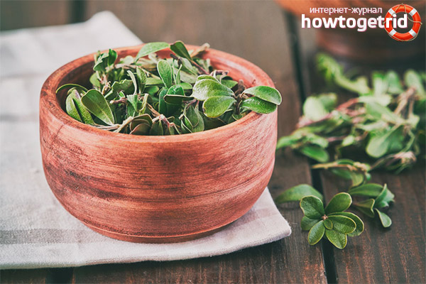 Propriétés médicinales et contre-indications de la busserole