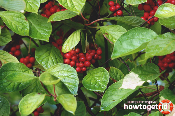 Les propriétés curatives de la citronnelle