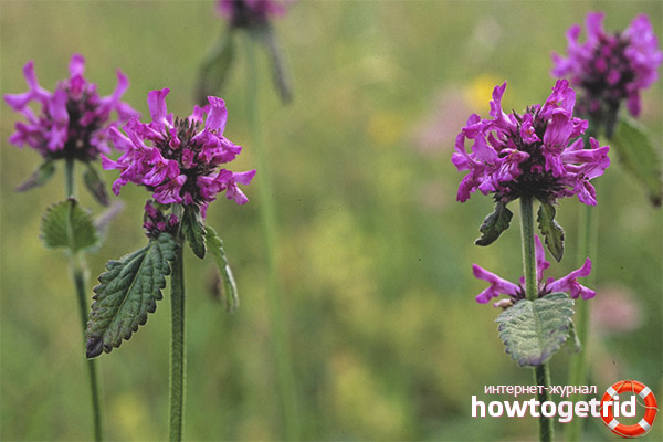 Propriétés médicinales et contre-indications des premières lettres