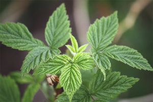 Propriétés médicinales et contre-indications des feuilles de framboise