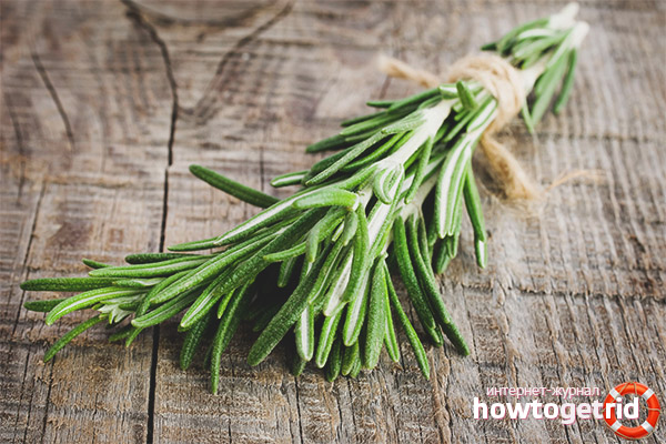 Propriétés médicinales et contre-indications du romarin