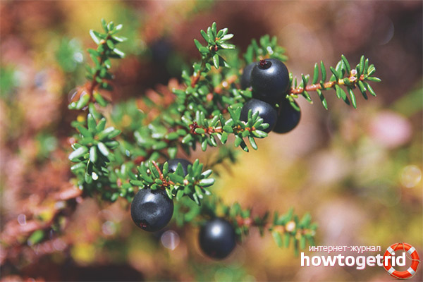 Propriétés médicinales et contre-indications de la shiksha