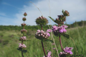 Propriétés médicinales et contre-indications zopnik