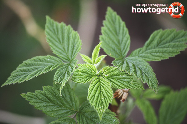 Les propriétés curatives des feuilles de mûre