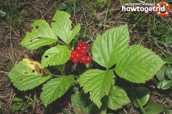 Propriétés et contre-indications utiles de l'os