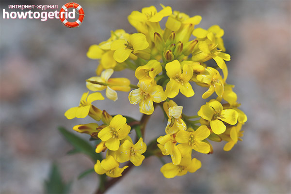 Propriétés et contre-indications utiles du colza