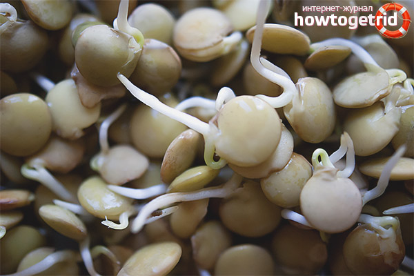 Germination des lentilles à la maison