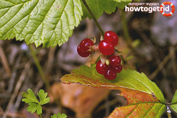 Contre-indications osseuses