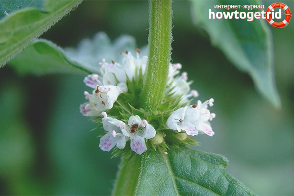 Recettes avec Zyuznik