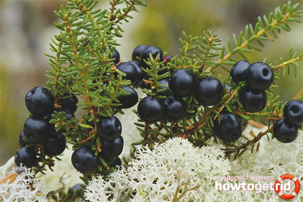 Shiksha en médecine