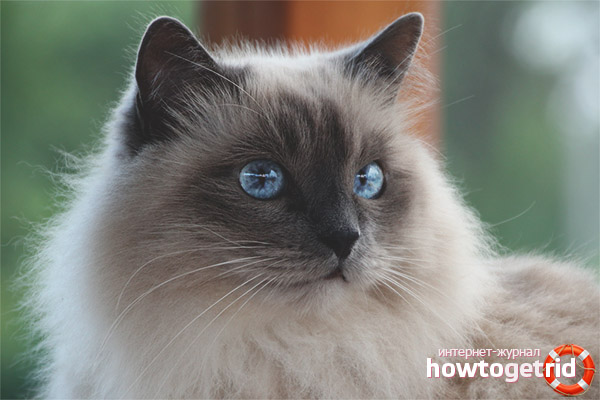 Chat birman
