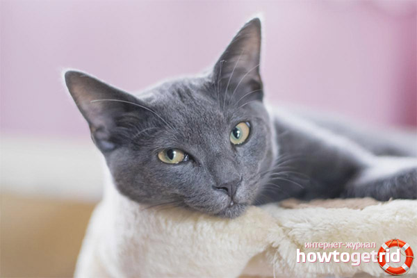 La nature du korat et son comportement