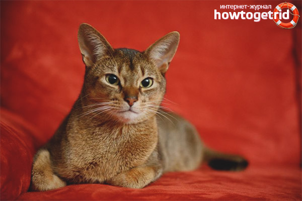 Caractère des chats Chausie