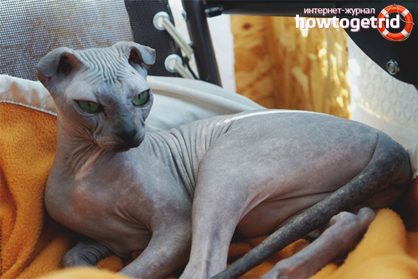 La nature du levkoy ukrainien