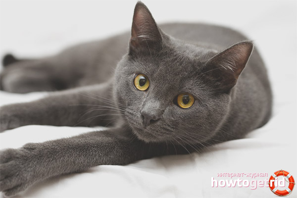 À quoi devrait ressembler une norme?