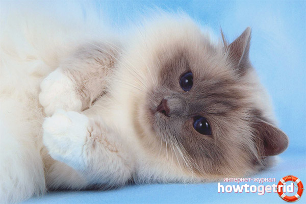 Couleurs de chat birman