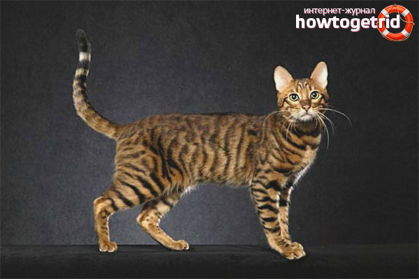 Couleurs du chat du Serengeti