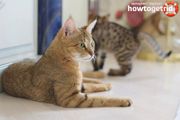 Description de la race de chat Chausie