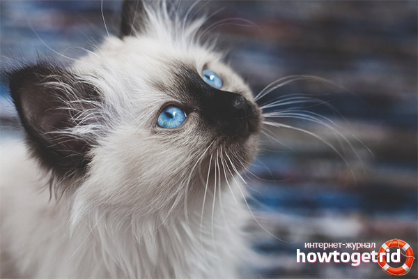 Nourriture pour chat birman