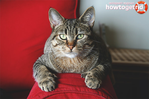 Race de chat Pixibob