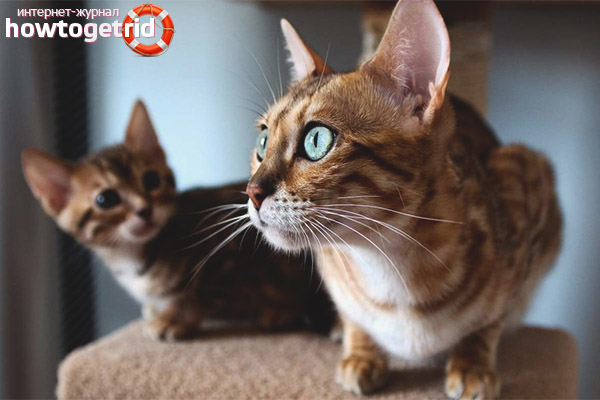 Race de chat Serengeti