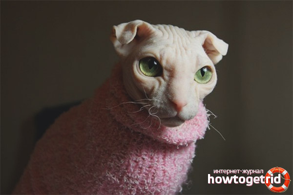 Race de chat Levkoy ukrainien