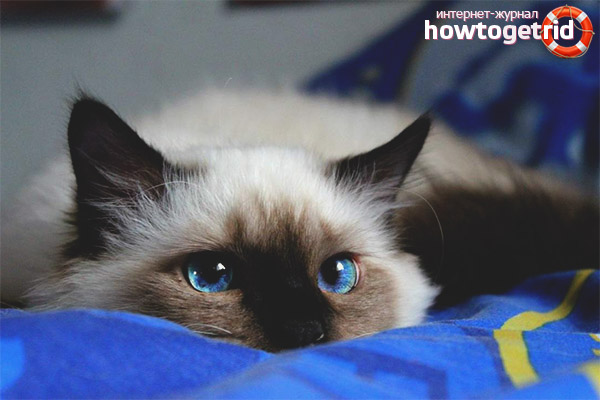 Santé du chat birman