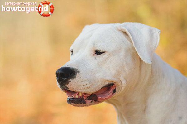 Grand Danois d'Argentine