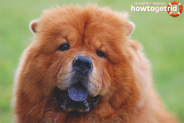 Chow chow