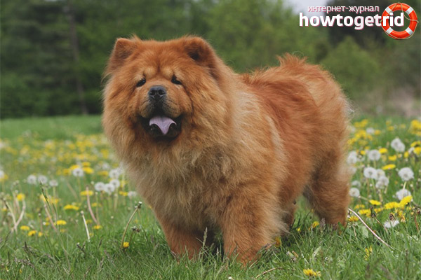 Formation Chow Chow