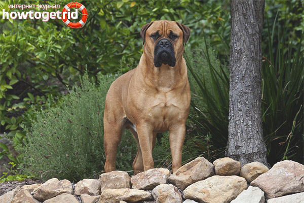 Personnage Boerboel