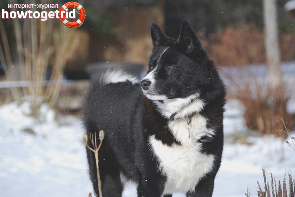 Caractère de chien ours carélien