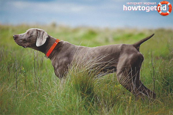 Caractère de pointage de Weimar