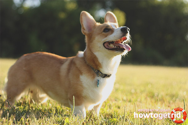 Welsh corgi pembroke (personnage)