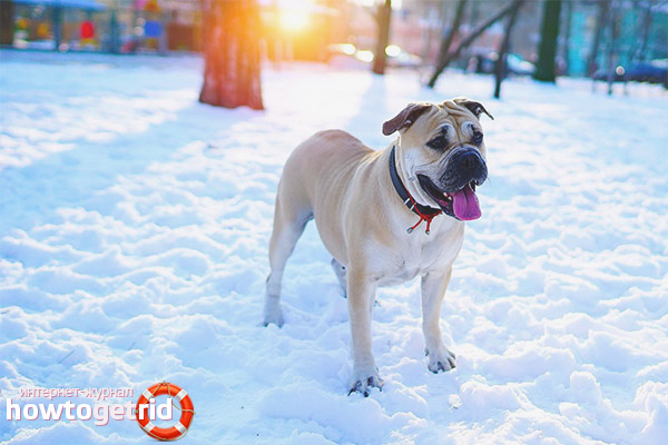 Comment prendre soin de ca de bo