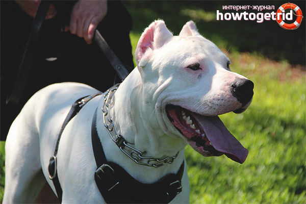 Comment éduquer et former le Mastiff argentin