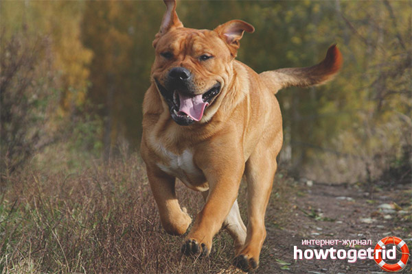 Comment promener un chien ca de bo