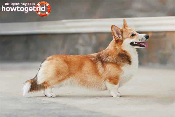 Classification et apparence du corgi gallois