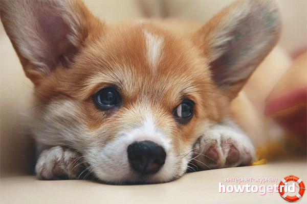 Alimentation et soins Welsh Corgi Pembroke