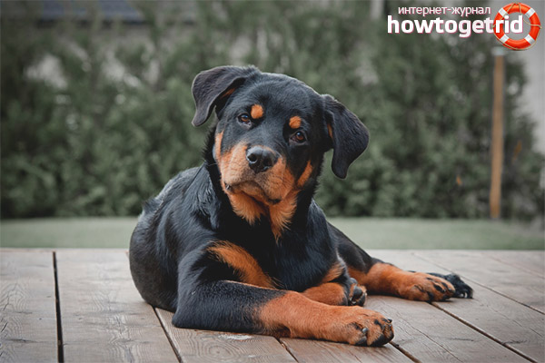 Description de Rottweiler