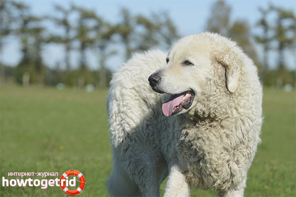 Caractéristiques des Kuvas hongrois