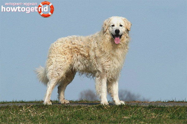 Caractéristiques du contenu des kuvas hongrois