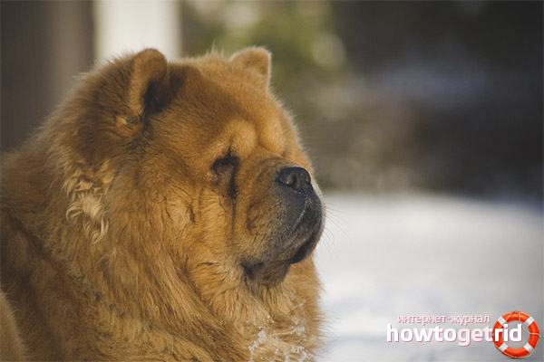 Race de chien chow chow