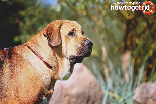 Race de chien Mastiff espagnol