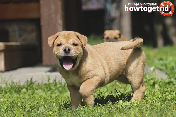 Race de chien ca de bo