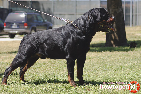 Rottweiler de race de chien
