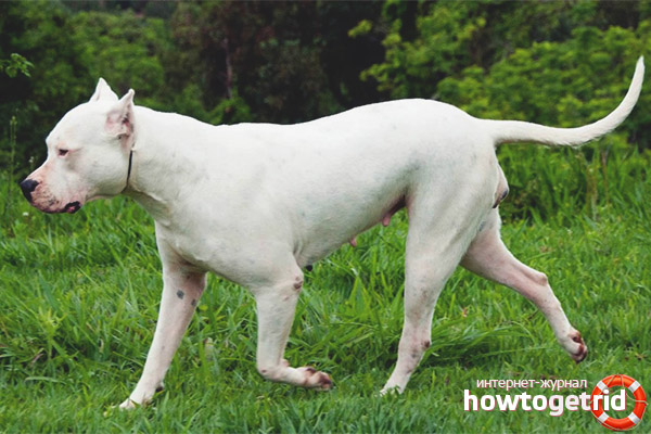 Entretien et soins du Grand Danois d'Argentine