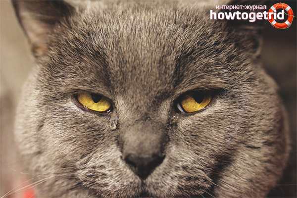 Le chat a les yeux larmoyants